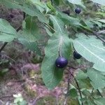 Lonicera caerulea fruit picture by jn.bt (cc-by-sa)