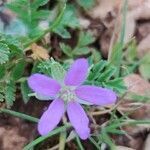 Erodium acaule flower picture by Michael Xanthakis (cc-by-sa)