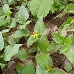 Calyptocarpus vialis habit picture by Jorge Cugat Herrero (cc-by-sa)