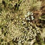 Falcaria vulgaris flower picture by Sylvain Gouttebroze (cc-by-sa)