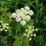 Chaerophyllum aureum flower picture by Isabelle ASSOR (cc-by-sa)