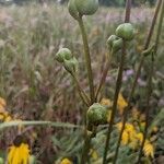 Silphium terebinthinaceum flower picture by Jennifer MacDonald (cc-by-sa)