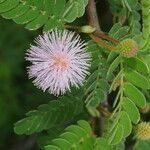 Mimosa tricephala flower picture by Nelson Zamora Villalobos (cc-by-nc)