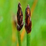 Eleocharis uniglumis flower picture by Pierre LEON (cc-by-sa)