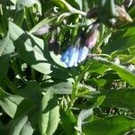 Mertensia ciliata leaf picture by chase stout (cc-by-sa)