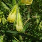 Onosma helvetica flower picture by mariangelarosta (cc-by-sa)