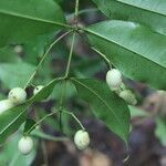 Myrcia splendens fruit picture by Nelson Zamora Villalobos (cc-by-nc)