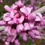 Cercis siliquastrum flower picture by Szabolcs Frater (cc-by-sa)