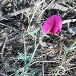 Lathyrus tingitanus habit picture by Monteiro Henrique (cc-by-sa)