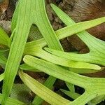 Platycerium bifurcatum leaf picture by robert eckett (cc-by-sa)