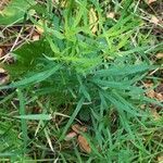 Linaria vulgaris leaf picture by justine wyrwal (cc-by-sa)