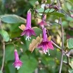 Jacquemontia solanifolia flower picture by christiane Fazer (cc-by-sa)