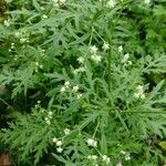 Parthenium hysterophorus habit picture by Tom Coyot (cc-by-sa)