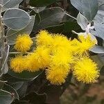 Acacia podalyriifolia flower picture by Maarten Vanhove (cc-by-sa)