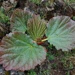 Rheum nobile leaf picture by Alan Elliott (cc-by-sa)