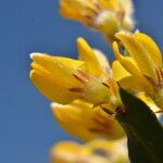 Genista tridentata flower picture by Carlos Villasante (cc-by-sa)