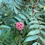 Calliandra haematocephala fruit picture by jeremy fernandez (cc-by-sa)