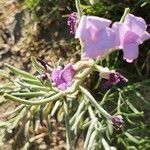 Matthiola sinuata flower picture by Philippe Nico (cc-by-sa)