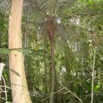 Syagrus hoehnei habit picture by Renato Lima (cc-by-nc-sa)