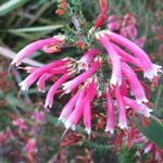 Erica discolor flower picture by Daniel Barthelemy (cc-by-nc)