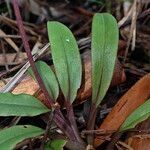 Crepidium taurinum leaf picture by Richard Chesher (cc-by-sa)