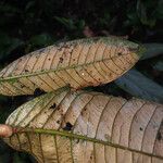 Couepia caryophylloides leaf picture by Lisa Moreno (cc-by-sa)