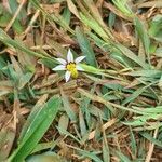 Sisyrinchium micranthum flower picture by Claudia Baider (cc-by-sa)