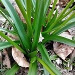 Leucojum vernum leaf picture by Cristian Zanella Cristian Zanella (cc-by-sa)