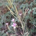 Epilobium brachycarpum flower picture by Fresno Conrado (cc-by-sa)