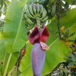 Musa acuminata flower picture by Mehmet Basbag (cc-by-sa)