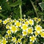 Limnanthes douglasii flower picture by Chris Pinder (cc-by-sa)