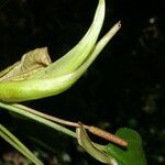 Anthurium microspadix fruit picture by Nelson Zamora Villalobos (cc-by-nc)