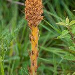 Orobanche elatior flower picture by Martin Bishop (cc-by-sa)