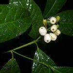 Coussarea caroliana fruit picture by Nelson Zamora Villalobos (cc-by-nc)