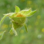 Potentilla montana fruit picture by Llandrich anna (cc-by-sa)