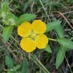 Ludwigia peruviana flower picture by Gonçalves da Cunha Lucas (cc-by-sa)