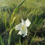 Gladiolus gunnisii flower picture by susan brown (cc-by-sa)