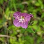 Oenothera rosea flower picture by Denis Bastianelli (cc-by-sa)