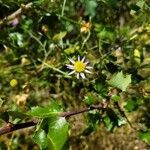 Erigeron foliosus flower picture by Logan Bleeg (cc-by-sa)