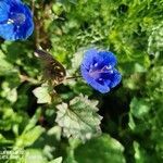 Phacelia campanularia flower picture by ute krauhs (cc-by-sa)