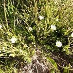 Cerastium alpinum habit picture by Chris Georges (cc-by-sa)