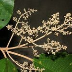 Miconia argentea leaf picture by Nelson Zamora Villalobos (cc-by-nc)