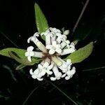 Pittosporum brevispinum flower picture by Benoît Henry (cc-by-sa)