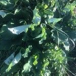 Arctium nemorosum habit picture by m andrea (cc-by-sa)