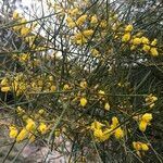 Acacia doratoxylon flower picture by arlas (cc-by-sa)