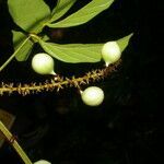 Paullinia pinnata fruit picture by Nelson Zamora Villalobos (cc-by-nc)