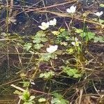 Ranunculus ololeucos habit picture by Jean-Francois Julien (cc-by-sa)