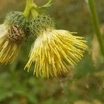 Cirsium erisithales flower picture by Pascal Durdu (cc-by-sa)