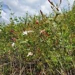 Jasminum grandiflorum habit picture by susan brown (cc-by-sa)