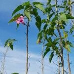 Ipomoea carnea habit picture by Trap Hers (cc-by-sa)